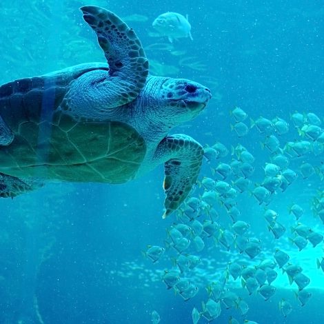 yoshi rescue turtle