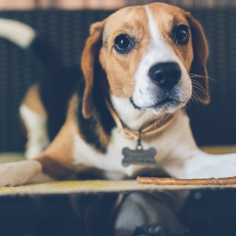 Animal Rescue Beagles