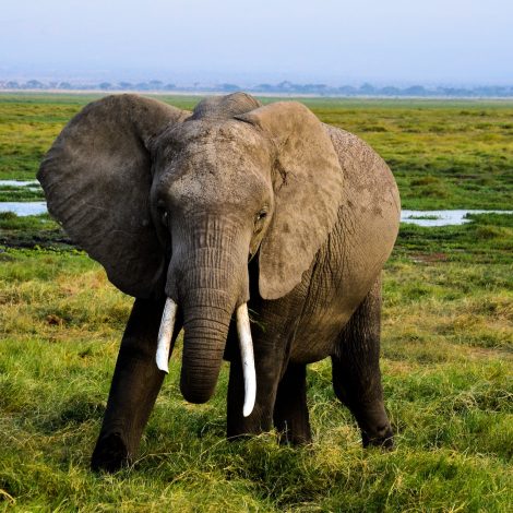 Ivory ban