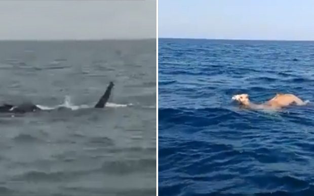 Elephants and Camels have been spotted swimming across the Ocean