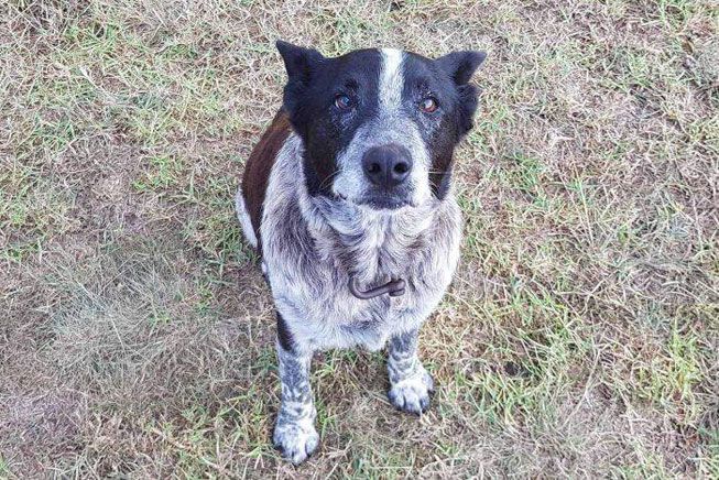 honorary police dog