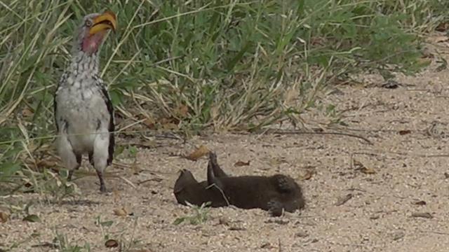 Hilarious dwarf mongoose plays dead for hornbill