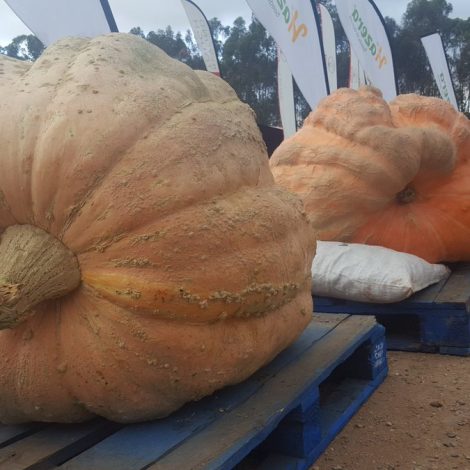Piet Lotz Biggest Pumpkin