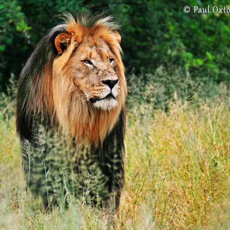 Lion