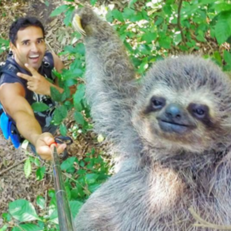 Sloth Selfie