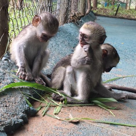 Vervet Monkey