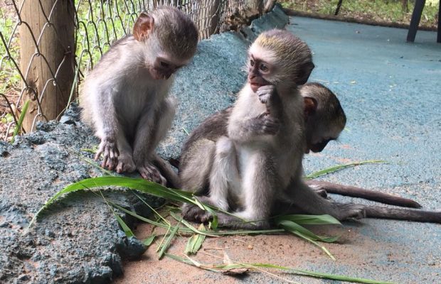 Vervet Monkey