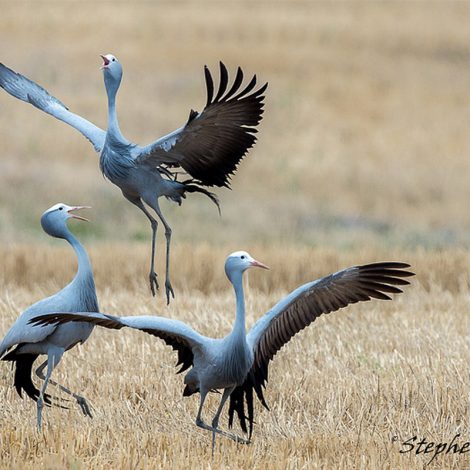 Protecting Our National Bird and Other African Crane Species
