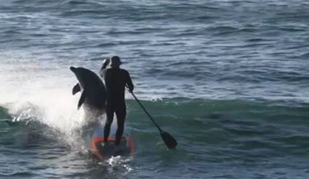 Watch: A Dolphin just knocked a paddle boarder off his board... and now we can't stop laughing!