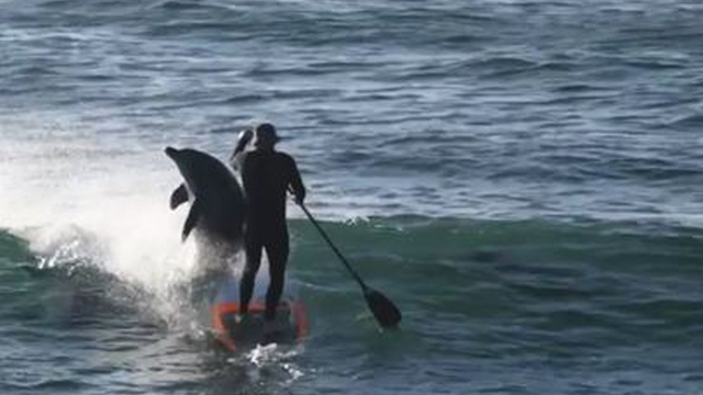 Watch: A Dolphin just knocked a paddle boarder off his board... and now we can't stop laughing!
