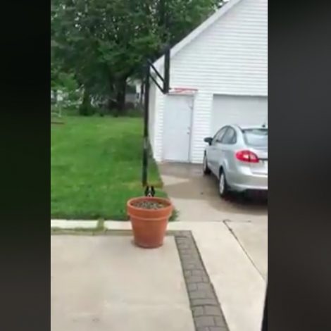 hiding dog