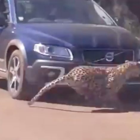 leopard