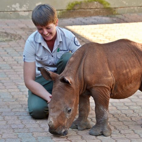 orphaned Rhino