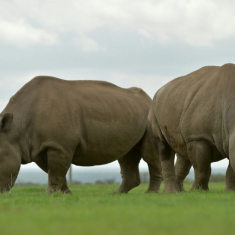 White Rhino