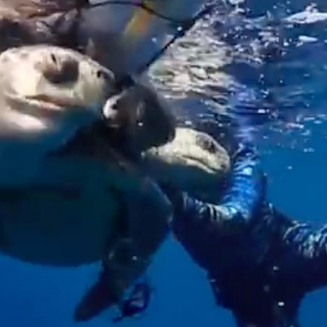 Saved Turtles