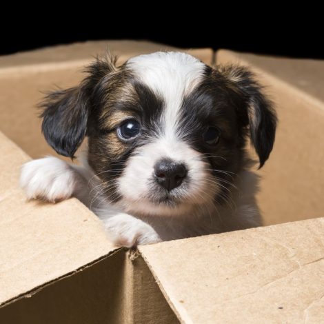 List Adopt SPCA 14,000 meals