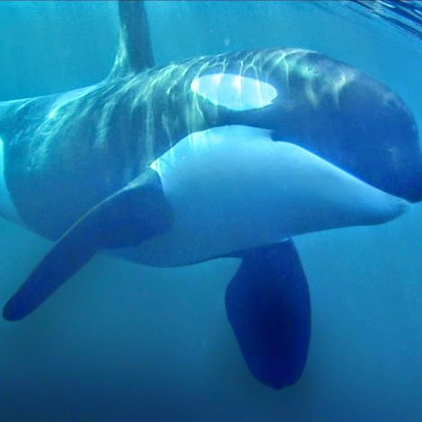 Watch: Beautiful Orca's swimming off the coast of Sodwana Bay
