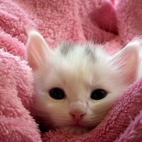 kittens