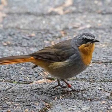Cape Robin