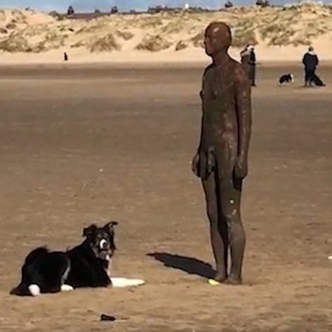 Collie fetch