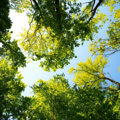 Greenpop - Local charity share their incredible tree planting story this Arbour month