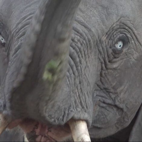 Blue-Eyed Elephant
