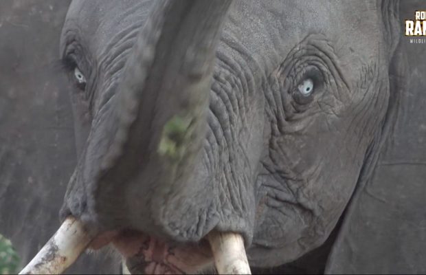 Blue-Eyed Elephant