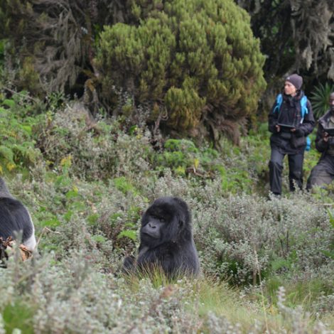 Mountain Gorilla