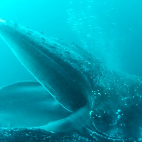 humpback whales