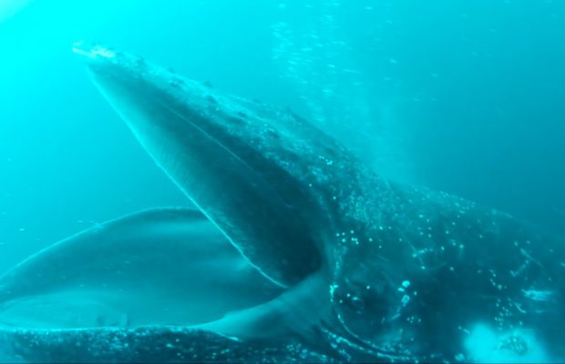 humpback whales