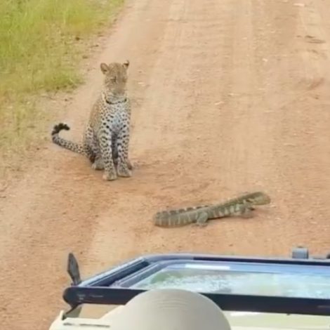 Leopard Cub