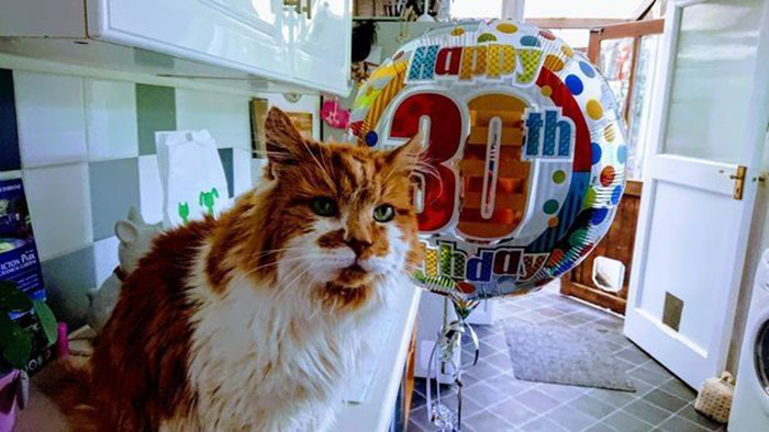 World's oldest cat just celebrated his 30th birthday!!!