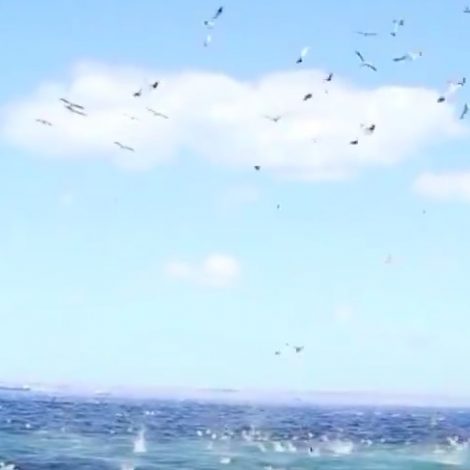 Sardine Run
