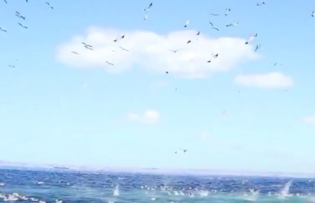 Sardine Run