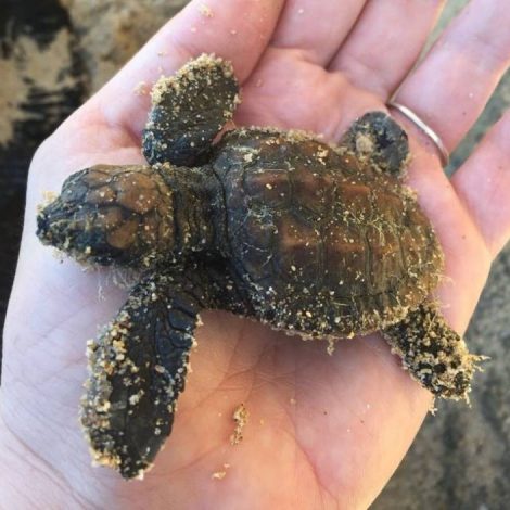 stranded turtles