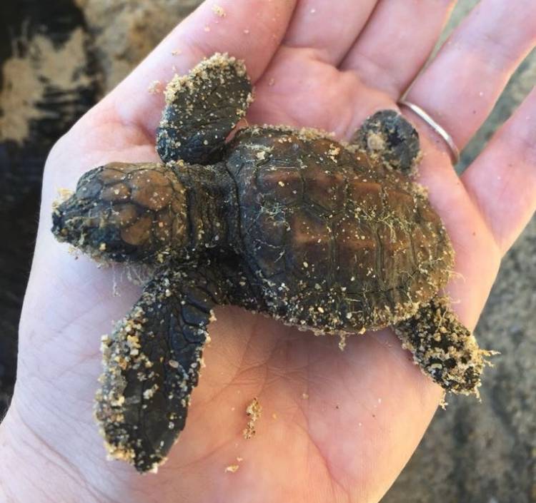 Capetonians keep an eye out for stranded turtles during the stormy weather