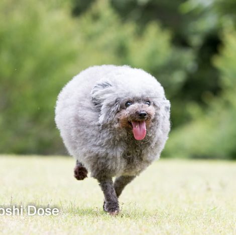 Dog Groomer is bringing new meaning to what we know as a "Sheep Dog"
