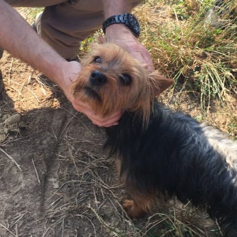 Yorkie