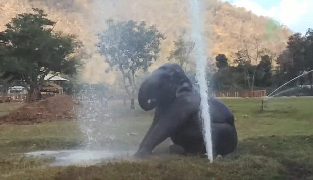 Watch: Elephant breaks sprinkler and has the BEST day ever!