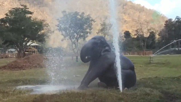 Watch: Elephant breaks sprinkler and has the BEST day ever!