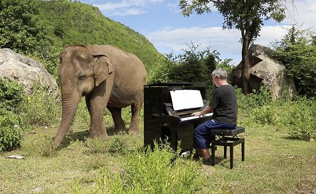 Watch: Pianist plays classical music for an old blind Elephant
