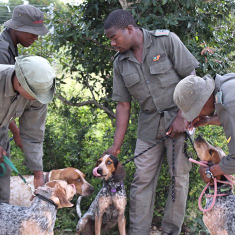 anti-poaching