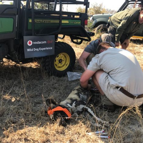 Endangered wild dog gets a helping hand from Vodacom