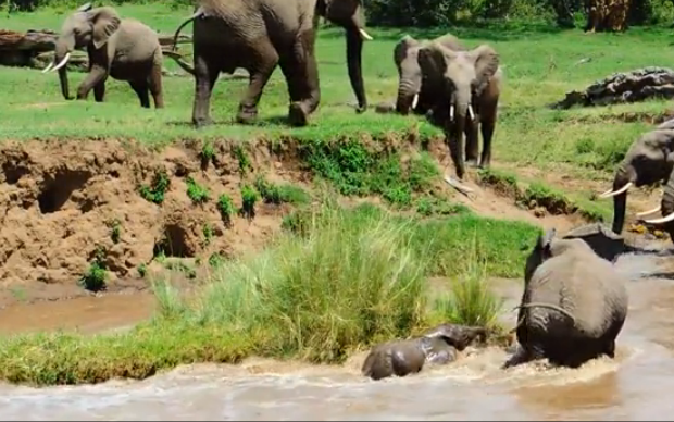 Entire herd rescue struggling elephant calf from rushing river