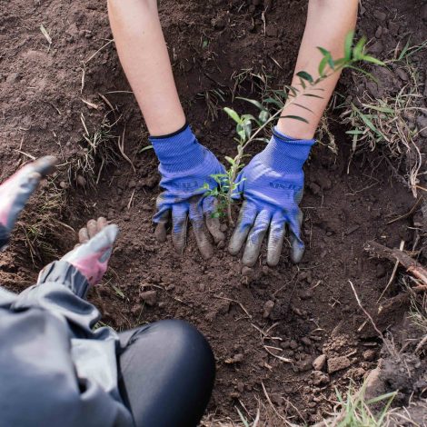 Reforestation