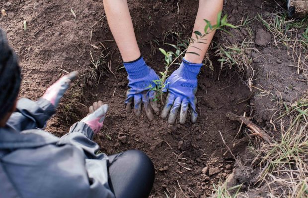 Reforestation