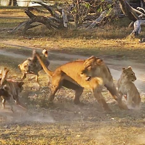 Wild Dog