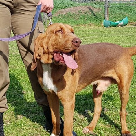 Cape Town's new K9 officers are ready for their ‘paw patrols’