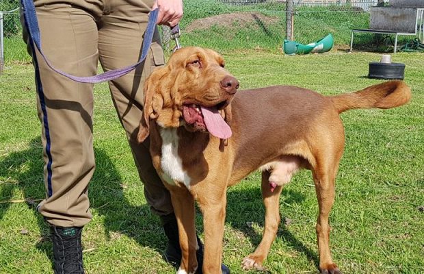 Cape Town's new K9 officers are ready for their ‘paw patrols’