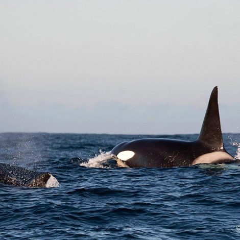 Orcas